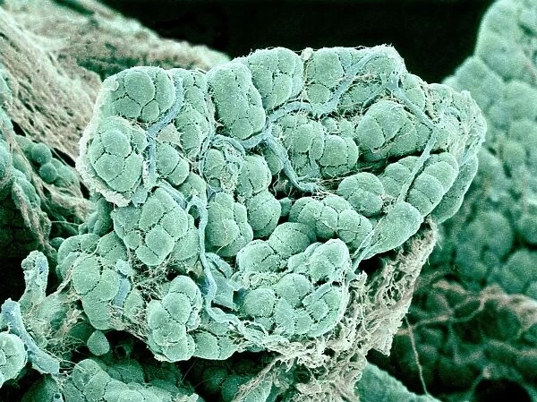 Pancreas cells, SEM C015  /  9502