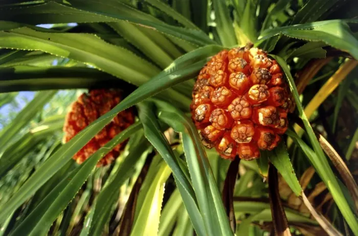 Framed Print : Pandanus Fruit Print Framed Print : Pandanus Fruit Print