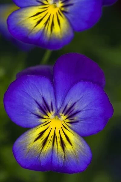 Pansy ( Viola sp. ) C017  /  7550