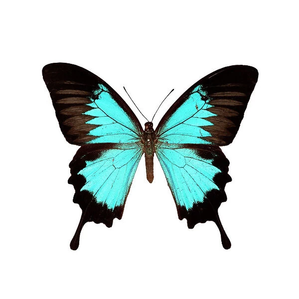 Papilio montrouzieri butterfly
