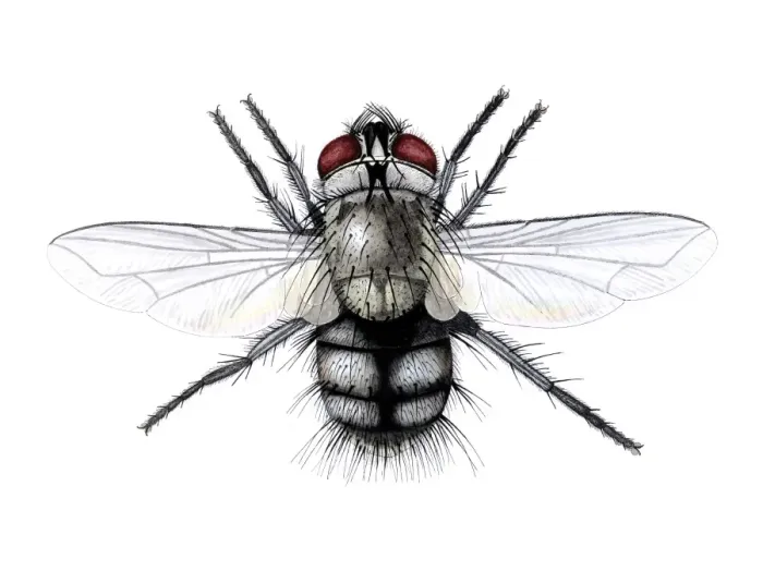Framed Print : Tachinid Fly on Nettle Print Framed Print : Tachinid Fly on Nettle Print