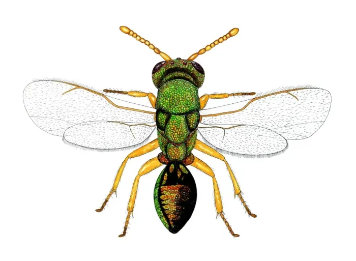 Framed Print : Print of a chalcid wasp (Pteromalus sp.) measuring 2-3mm Framed Print : Print of a chalcid wasp (Pteromalus sp.) measuring 2-3mm