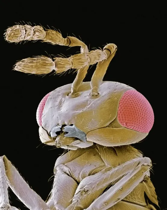 Framed Print : SEM Print of Parasitic Wasp, coloured scanning electron micrograph Framed Print : SEM Print of Parasitic Wasp, coloured scanning electron micrograph