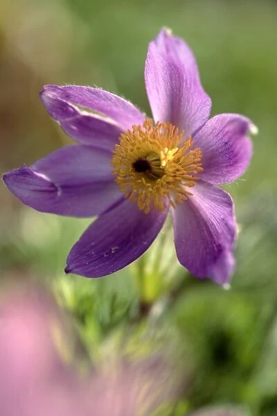 Pasque flower (Anemone pulsatilla)