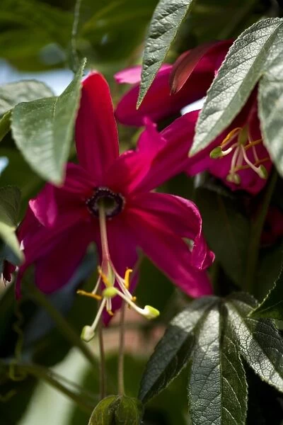 Passion flower (Passiflora antioquiensis)