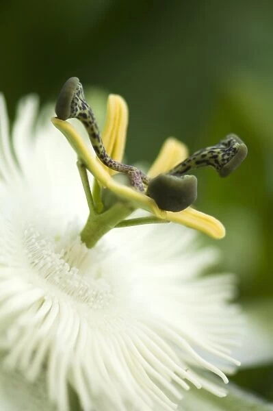 Passion flower (Passiflora sp. )