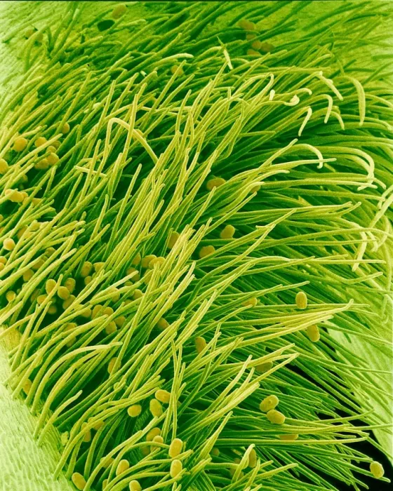 Framed Print : Pea flower stigma Print, SEM image Framed Print : Pea flower stigma Print, SEM image