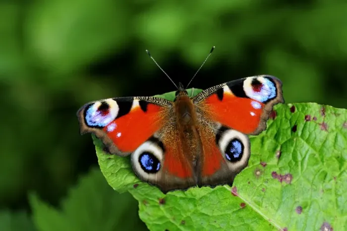 Framed Print : Peacock butterfly Print on Leaf Framed Print : Peacock butterfly Print on Leaf