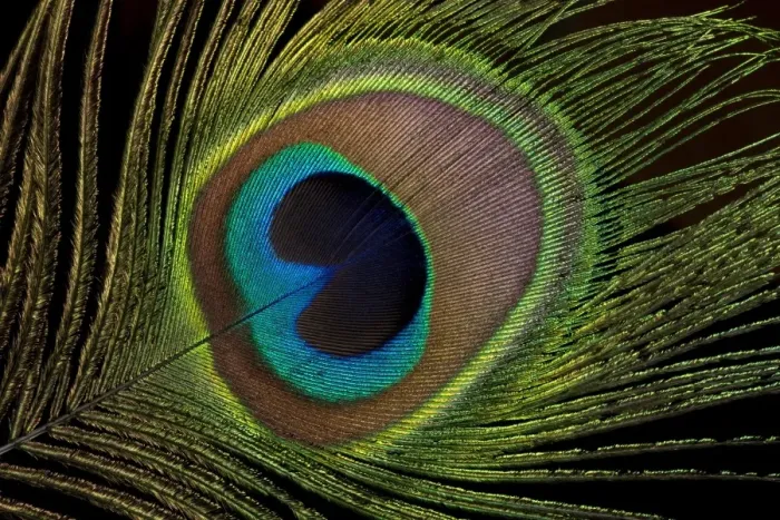 Framed Print : Peacock Tail Feather Print Framed Print : Peacock Tail Feather Print
