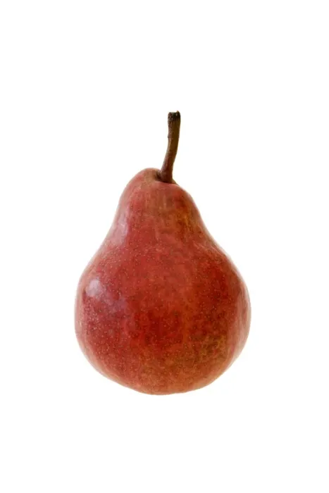 Framed Print : Red Williams Pear Print Framed Print : Red Williams Pear Print