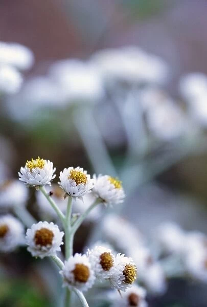 Pearly everlasting (Anaphalis sp. )