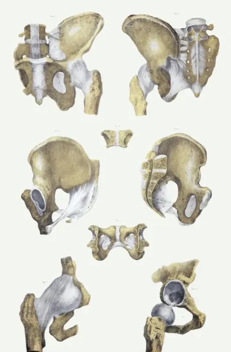 Framed Print : Pelvis Bones and Ligaments Print Framed Print : Pelvis Bones and Ligaments Print