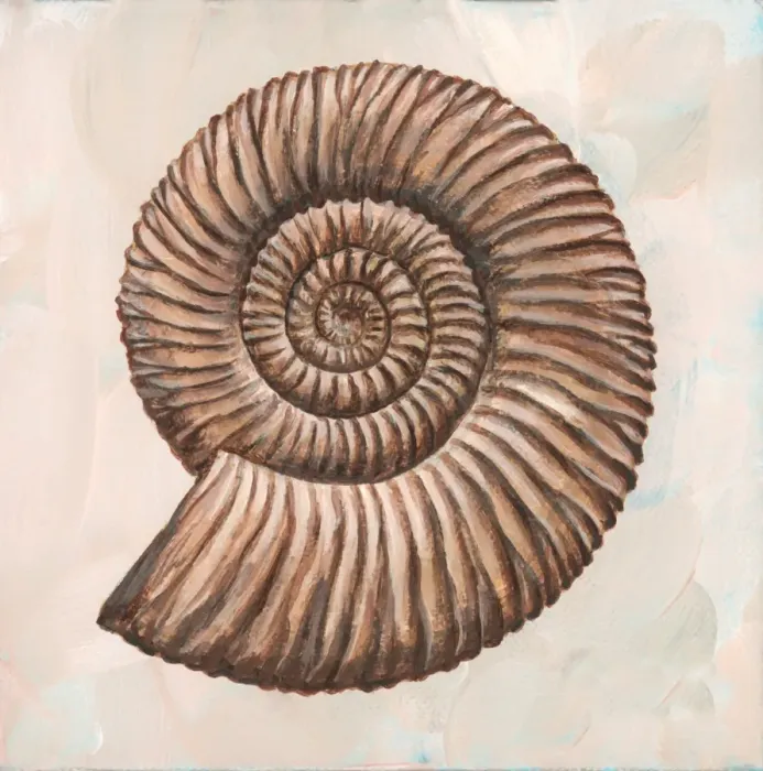 Framed Print : Perisphinctes ammonite Print Framed Print : Perisphinctes ammonite Print