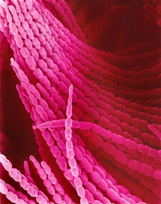 Framed Print : Periwinkle Petal Print, SEM Image Framed Print : Periwinkle Petal Print, SEM Image