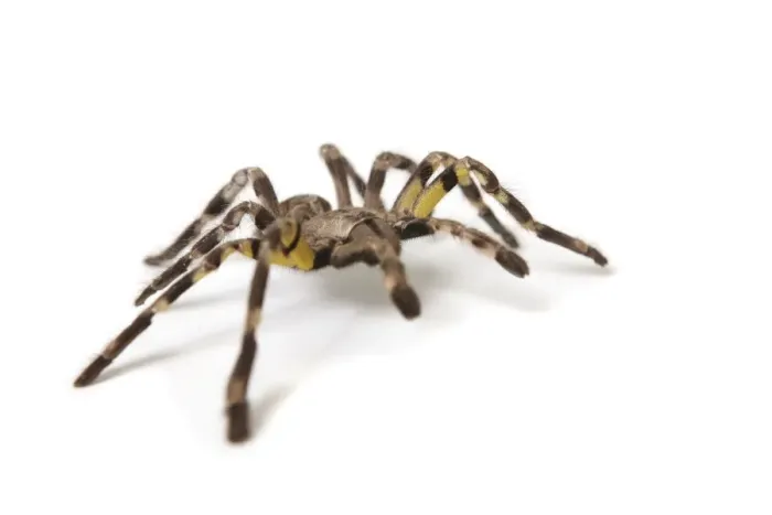 Framed Print : Pet Tarantula Print on White Background Framed Print : Pet Tarantula Print on White Background