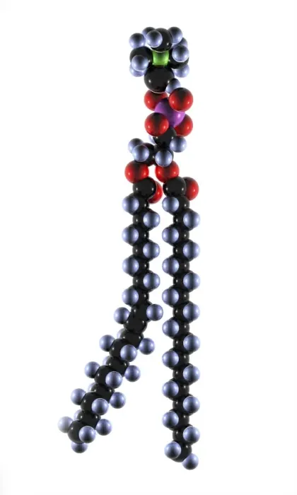 Framed Print : Phospholipid Molecule Print Framed Print : Phospholipid Molecule Print