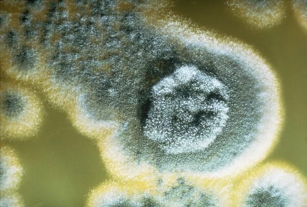 Photomicrograph of Penicillin chrysogenum
