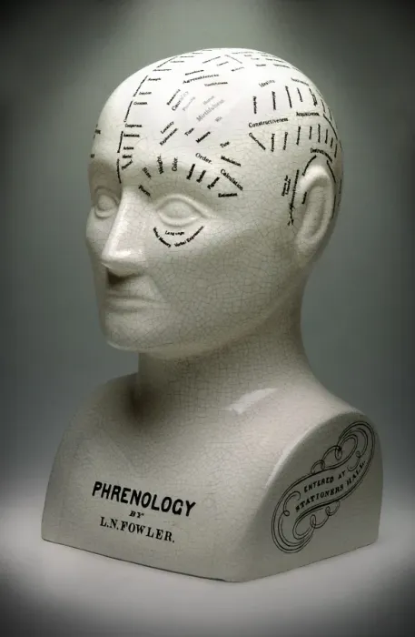 Framed Print : Phrenology bust print