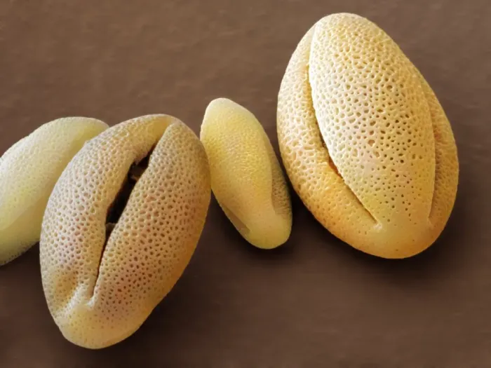 Framed Print : False Colour SEM of Phygelius aequalis Pollen Print Framed Print : False Colour SEM of Phygelius aequalis Pollen Print