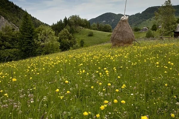 Piatra Craiului mountains, Romania. C016  /  3500