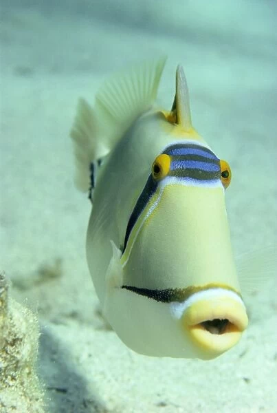 Picasso triggerfish