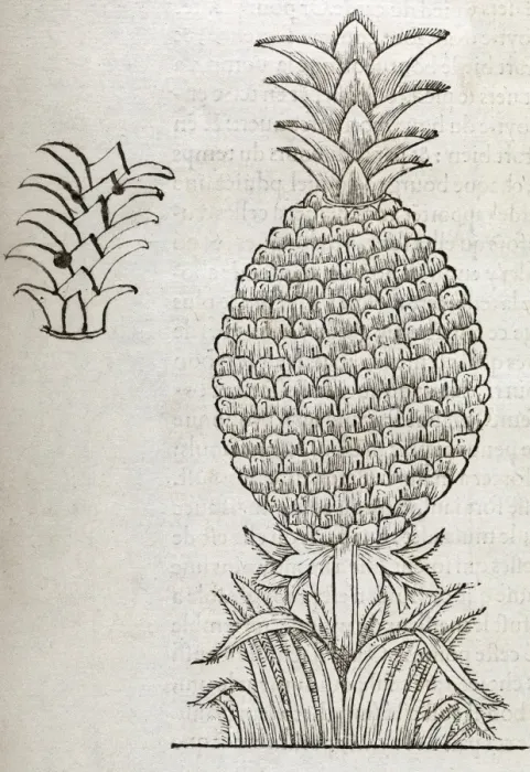 Framed Print : 16th century Pineapple Print Framed Print : 16th century Pineapple Print