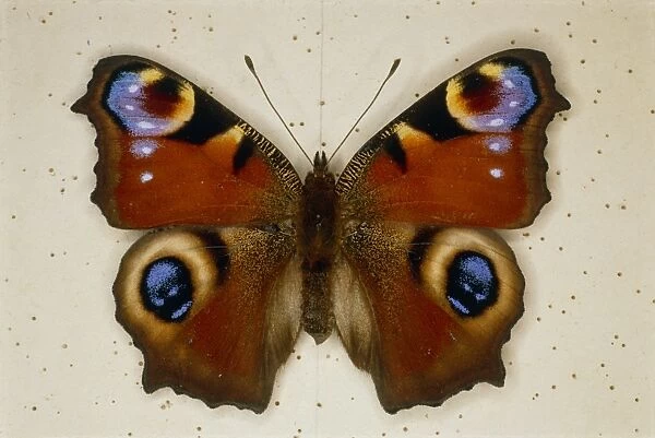 Pinned specimen of peacock butterfly, Inachis io