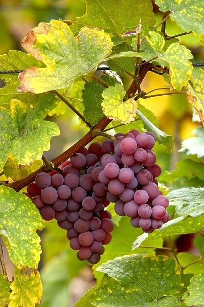 Pinot noir grapes