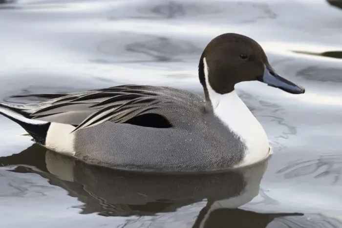 Framed Print : Pintail Print (Anas acuta) Framed Print : Pintail Print (Anas acuta)