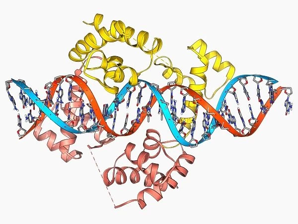 Pit-1 transcription factor bound to DNA F006  /  9242