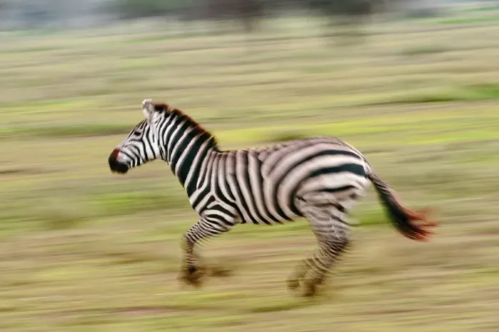 Framed Print : Plains Zebra Running Print Framed Print : Plains Zebra Running Print