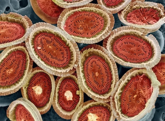 Framed Print : Print of Plankton Cell Wall, SEM Framed Print : Print of Plankton Cell Wall, SEM