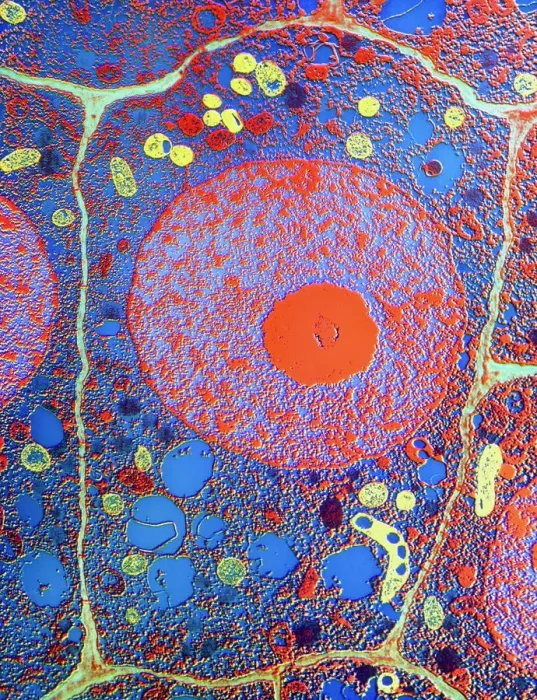 Framed Print : False-colour TEM of a maize root cell Framed Print : False-colour TEM of a maize root cell