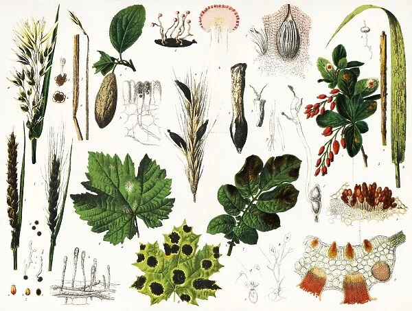 Plant diseases, historical artwork