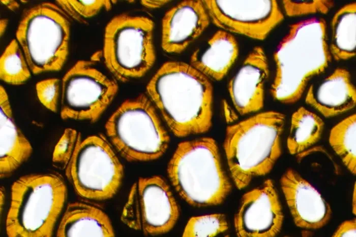 Framed Print : Plasmodesma Plant Cells Print Framed Print : Plasmodesma Plant Cells Print