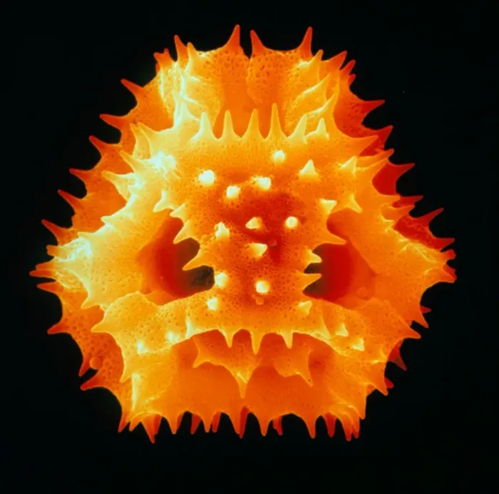 Framed Print : Dandelion pollen print, coloured SEM Framed Print : Dandelion pollen print, coloured SEM
