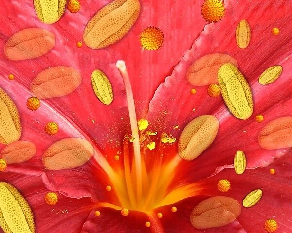 Pollen and flower