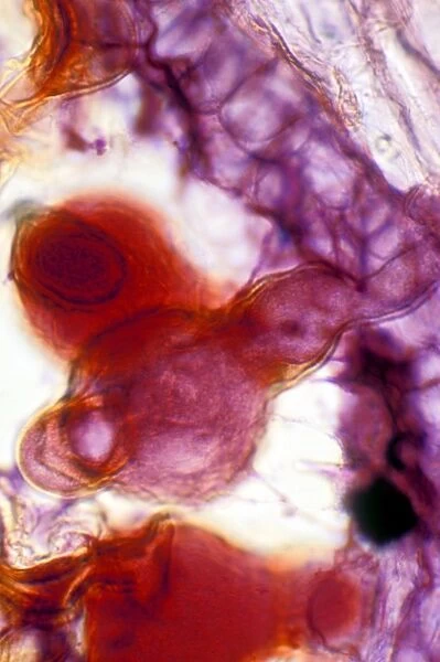 Pollen tube, light micrograph