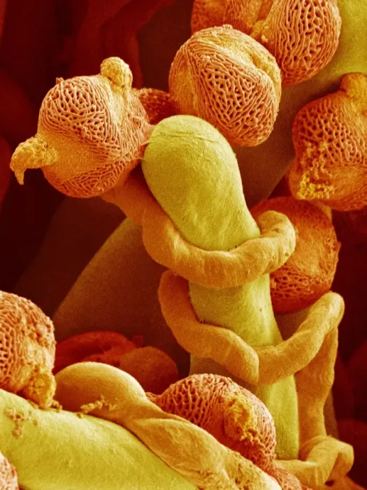Framed Print : Pollen Tubes Print, SEM Framed Print : Pollen Tubes Print, SEM