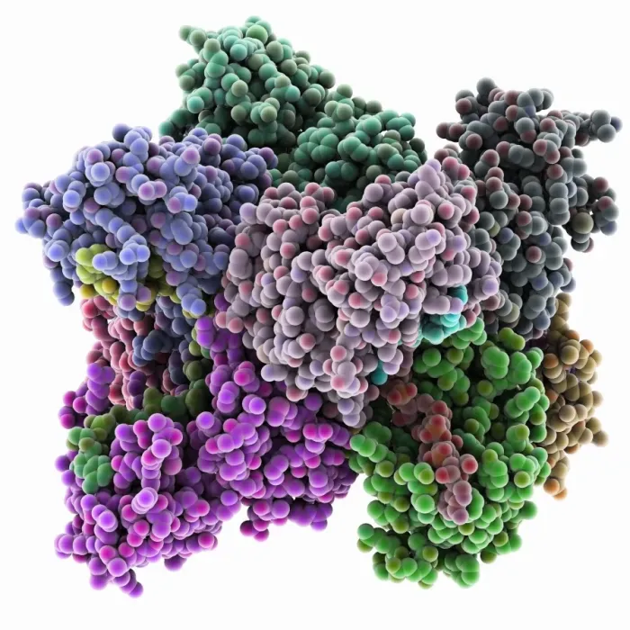 Framed Print : Poly(A)-binding protein and RNA complex Print Framed Print : Poly(A)-binding protein and RNA complex Print