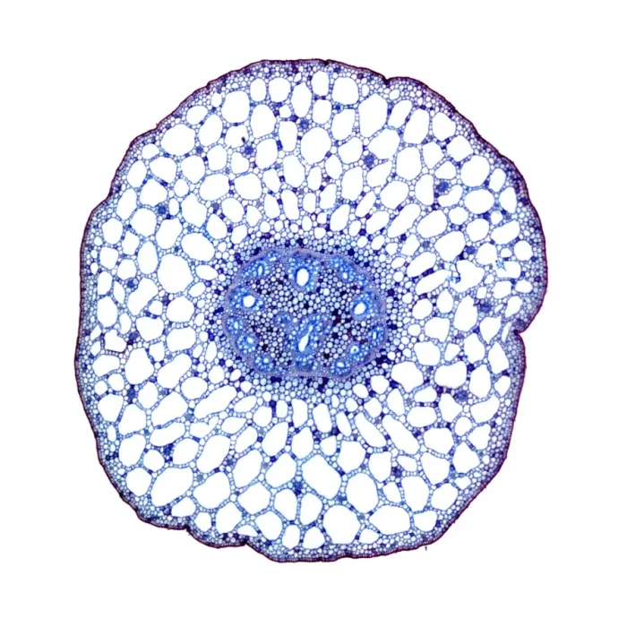 Framed Print : Pondweed Stem Print Framed Print : Pondweed Stem Print