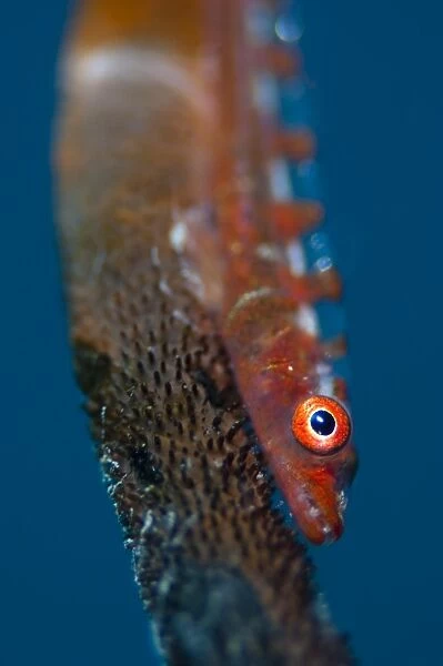 Portrait of goby on sea whip