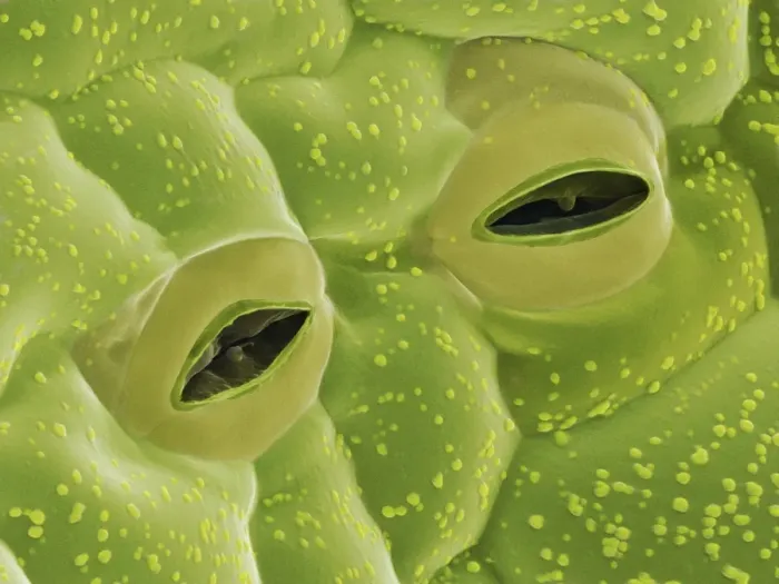 Framed Print : Potato Leaf Stomata Print (SEM) Framed Print : Potato Leaf Stomata Print (SEM)