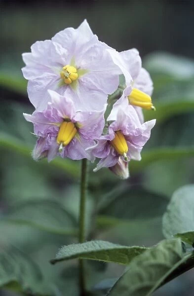 Potato (Solanum tuberosum Charlotte )