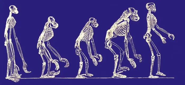 Framed Print : Primate Evolution Print Framed Print : Primate Evolution Print