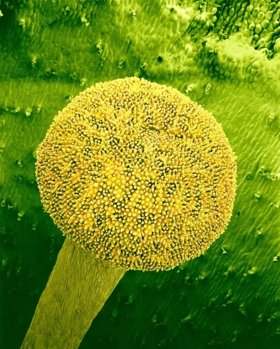 Framed Print : Primrose Stigma Print, SEM Framed Print : Primrose Stigma Print, SEM