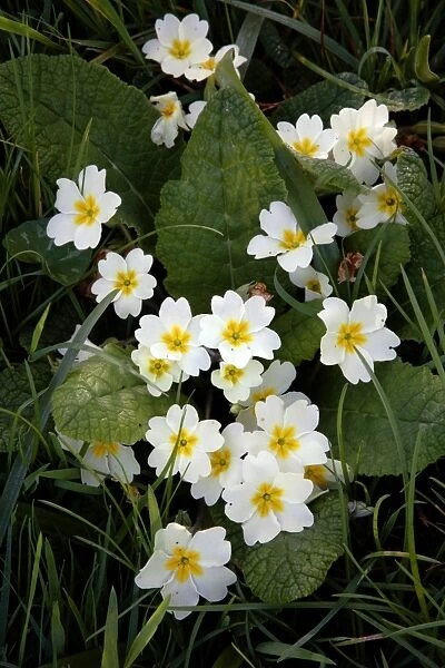 Primroses (Primula vulgaris)