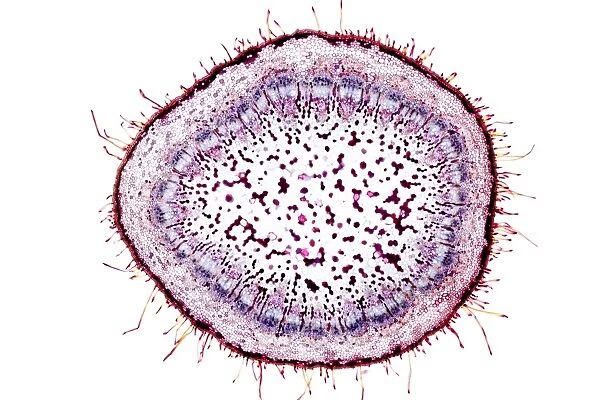 Protea plant stem, light micrograph