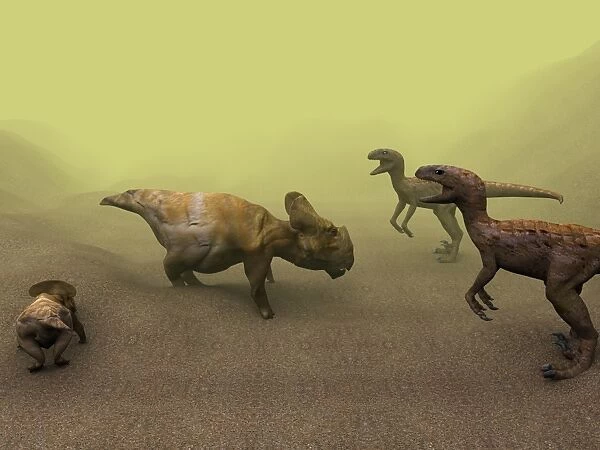 Protoceratops dinosaur defending young