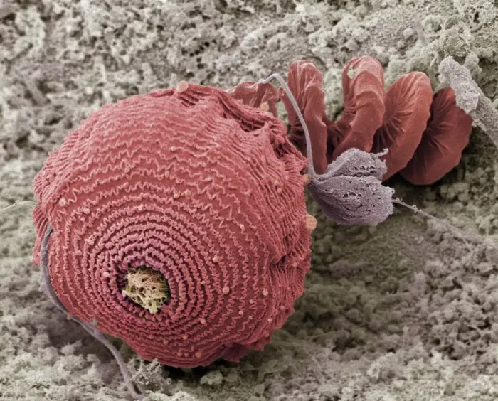 Framed Print : Protozoan Print, SEM Framed Print : Protozoan Print, SEM
